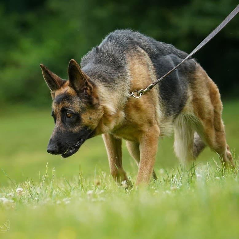 Scentwork Training