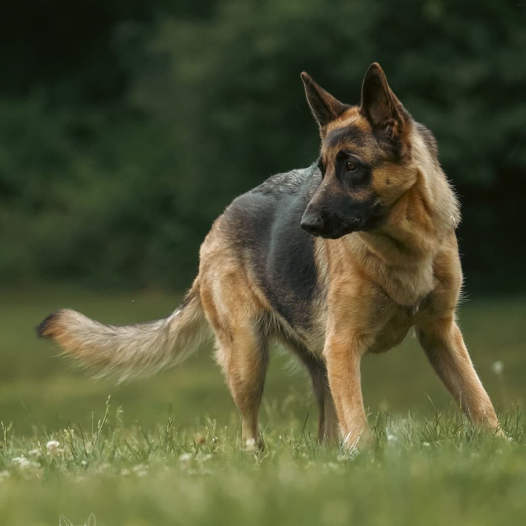 Obedience and Rally Training