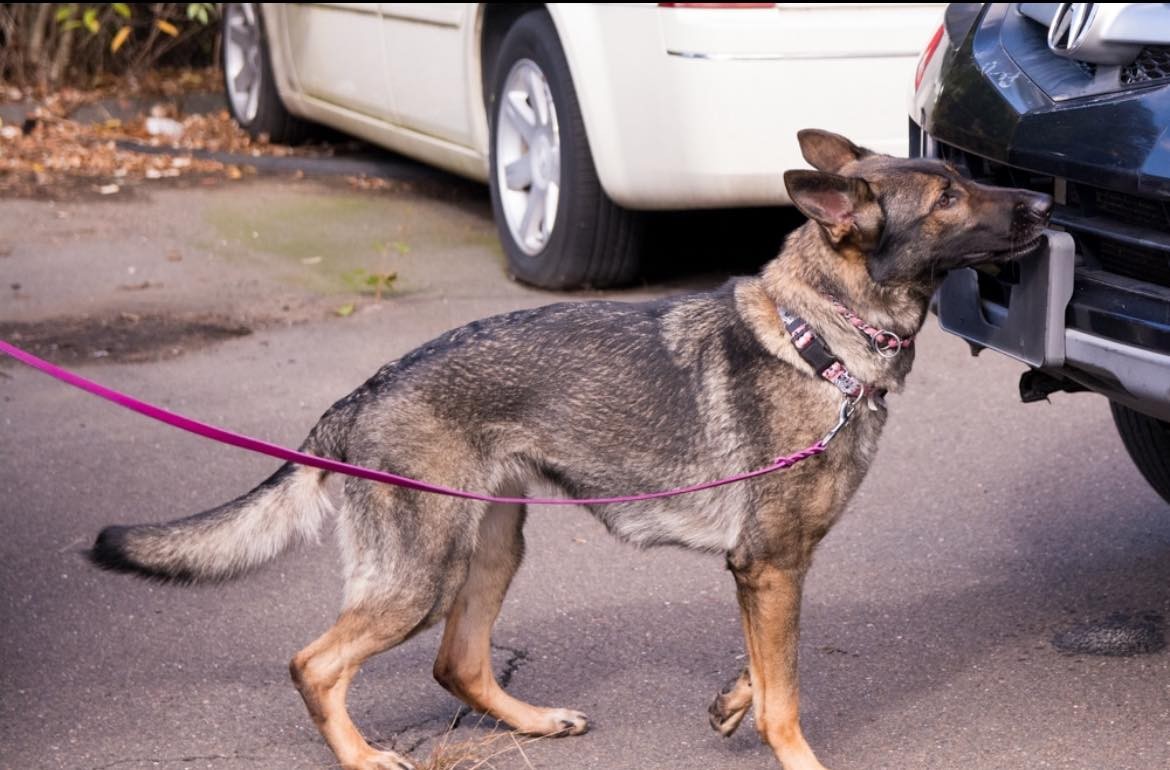 Scent Work Trial